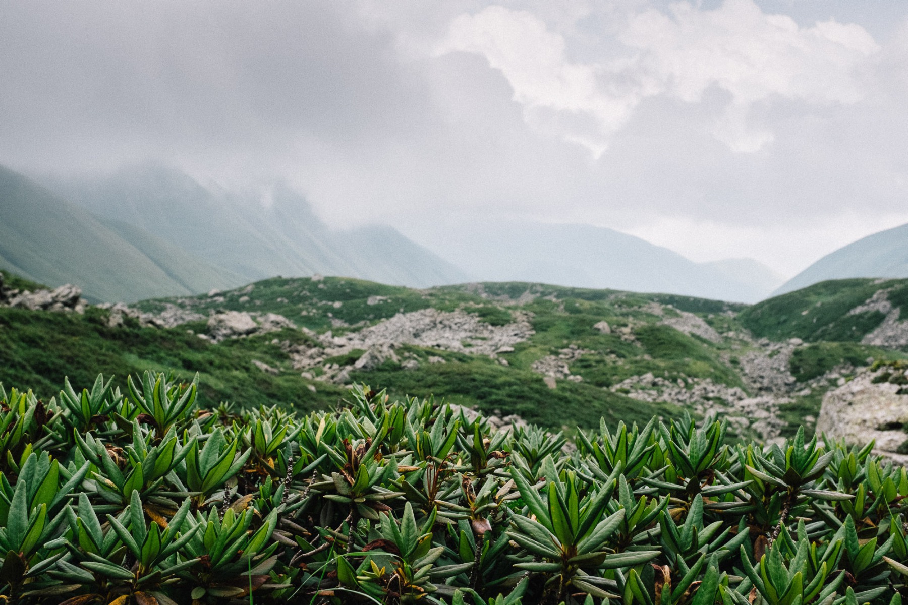 Wild flowers in the Georgian Caucsus