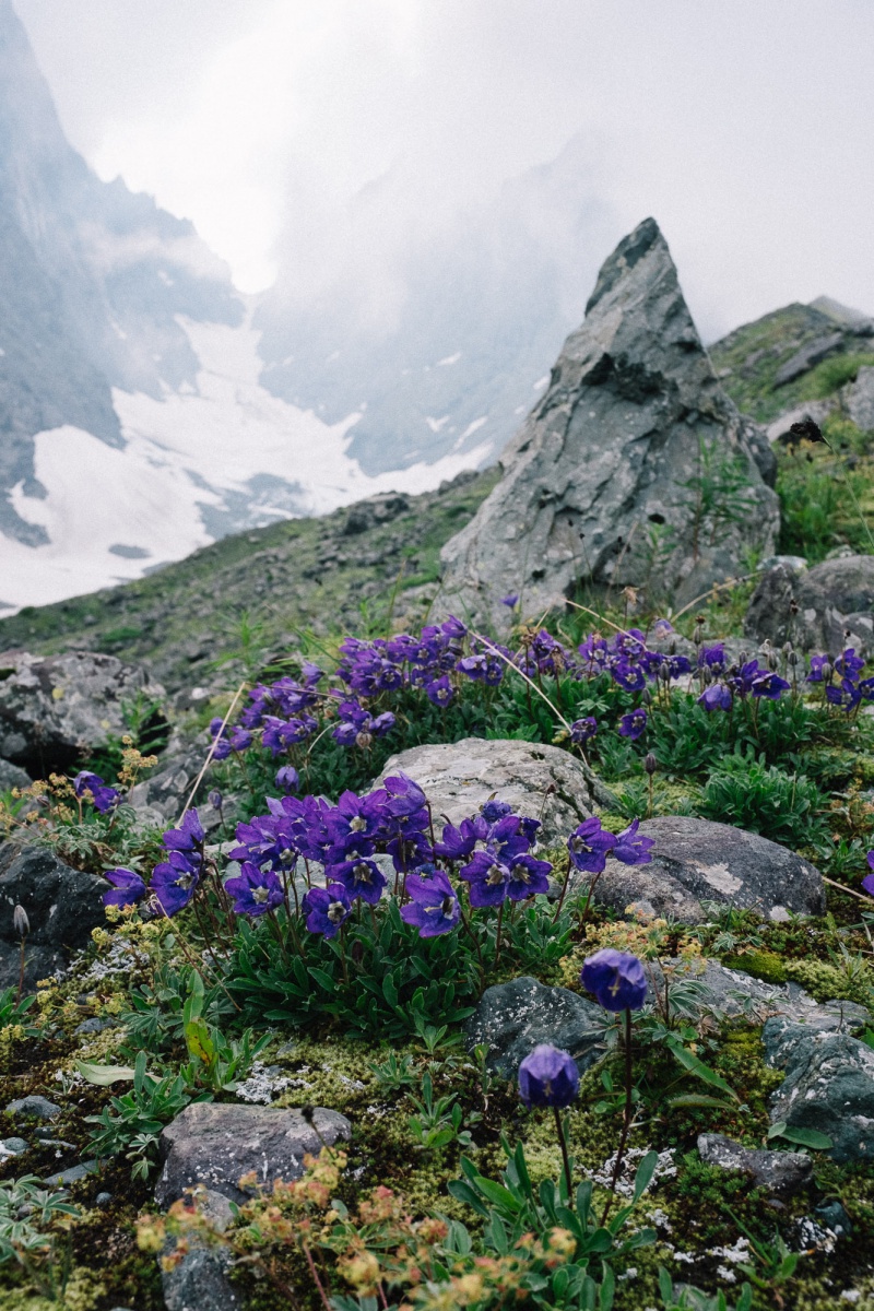 Wild flowers in front of Adudelauri glacier