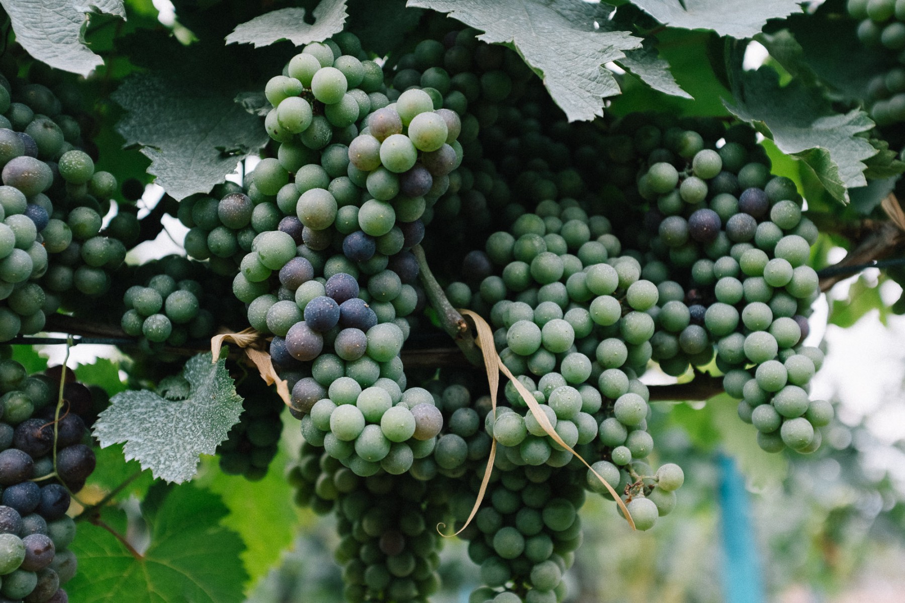 Georgian wine grapes
