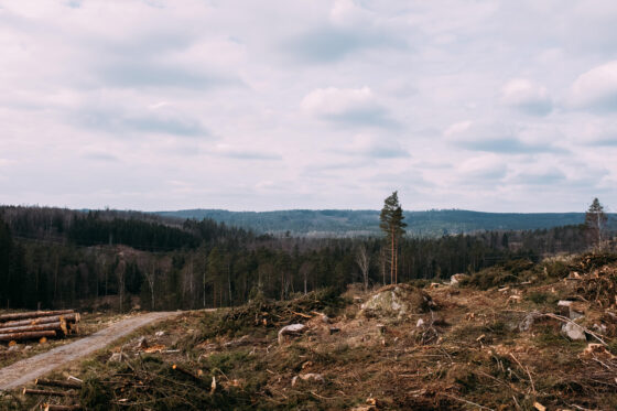 Gravel cycling in Sweden, Dirty Halland 2021