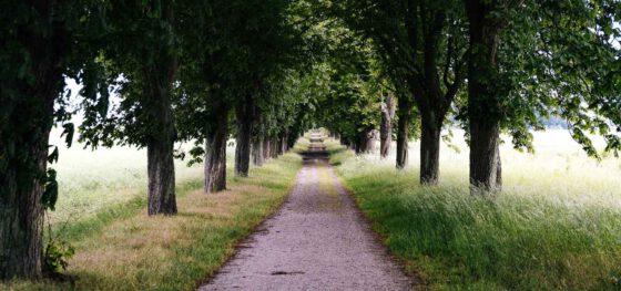 Farawayistan — Trans Netherlands MTB Route
