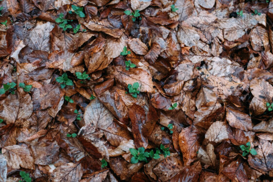 A Day in Hell – Gravel cycling in rain | spring leafs