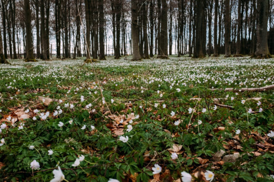 Spring in the forest