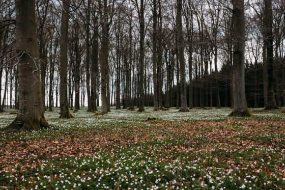 Spring in the forest