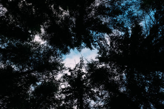 Bikepacking the Hærvejen forest