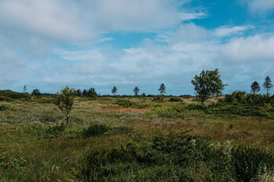 Bikepacking the Hærvejen nature