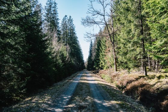 Dirty Halland gravel road forest Sweden