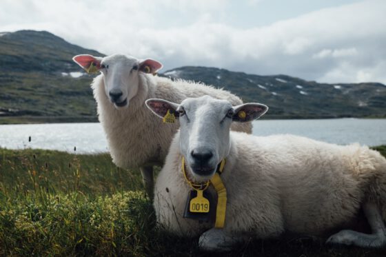 A close-up of two sheep looking straight in the camera with a lake and mountains in the background