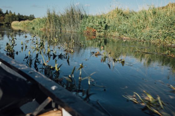 Swedish river bank views from a canoe
