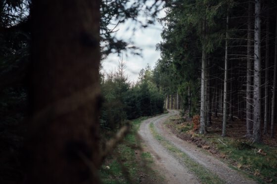Gravel road through a dense forest in Skåne, Southern Sweden, during a mini bikepacking adventure in Sweden.