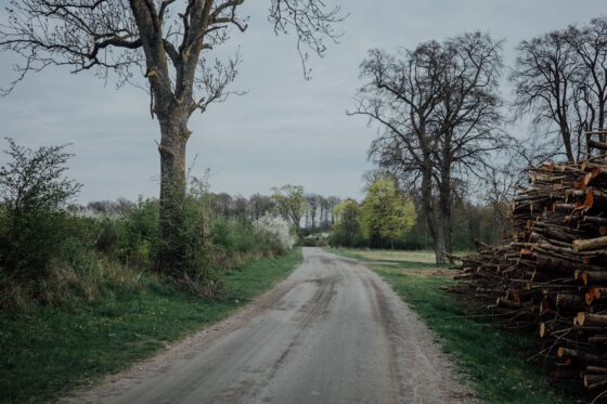 View of gravel road in Sweden with blooming nature and forest edge in late spring