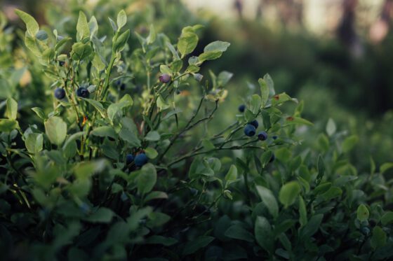 Close-up of fresh wild blueberries picked during a summer hike near Sörknatten in Dalsland
