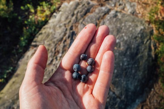 Hands picking wild blueberries along a forest trail in Dalsland — perfect trail snack during a hike