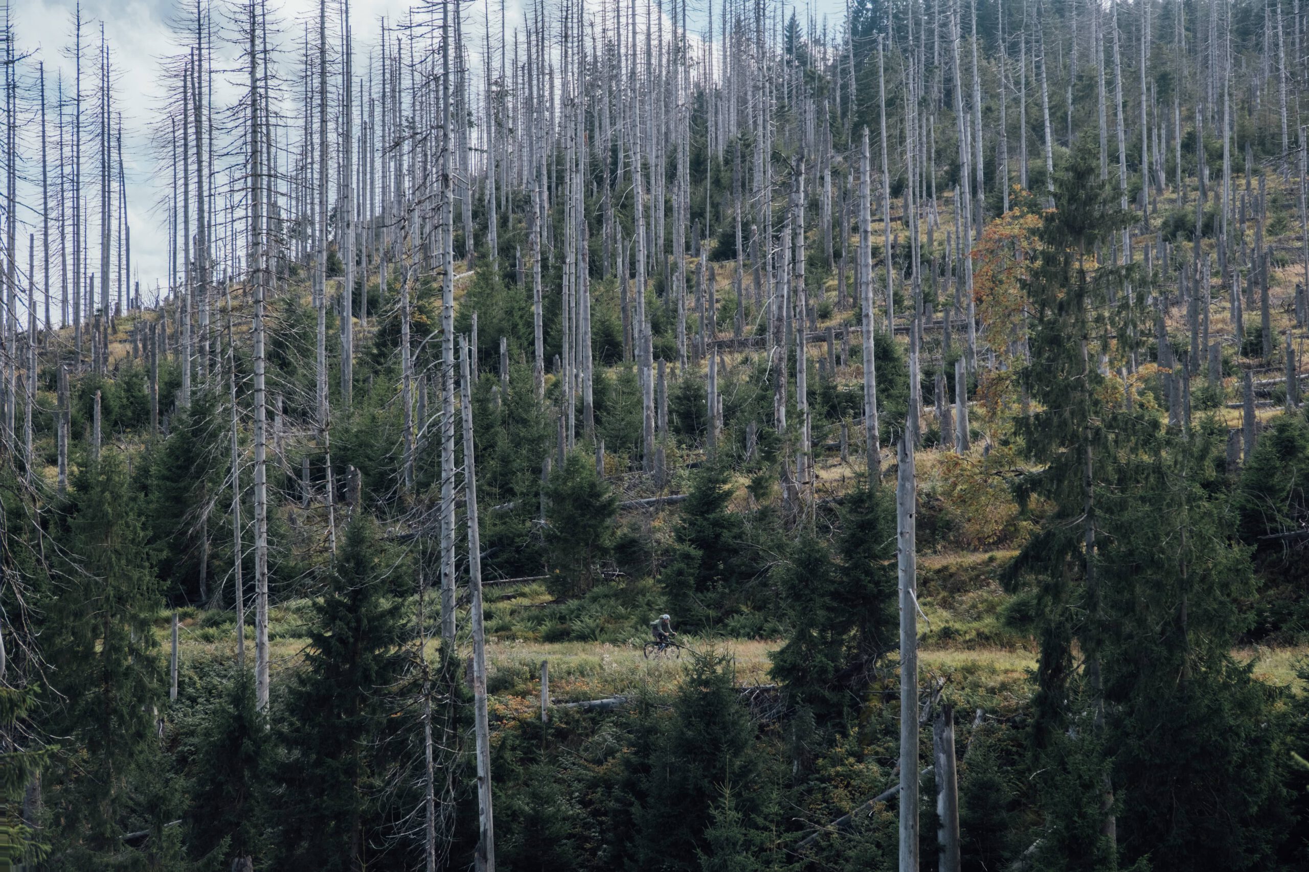 Gravel cyclist rides through a quiet forest of dead spruce trees in the Harz Mountains, Germany.