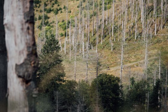 Gravel cyclist rides through a sparse forest of tall spruce trees in the Harz Mountains, Germany.