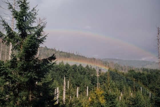 Rainbow stretches over dense spruce forest after rain in the Harz Mountains, Germany.