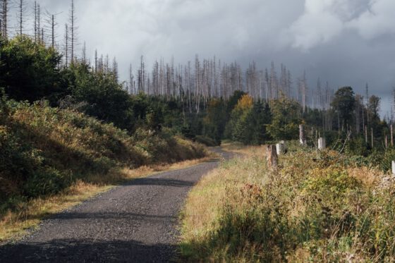 Quiet gravel road leading through a forest of bare spruce trees in the Harz Mountains.